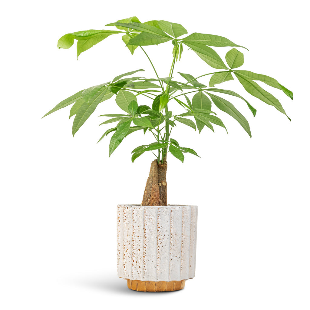 Pachira aquatica - Thick Trunk - Money Tree &amp; Lugano Scalloped Plant Pot - Mustard