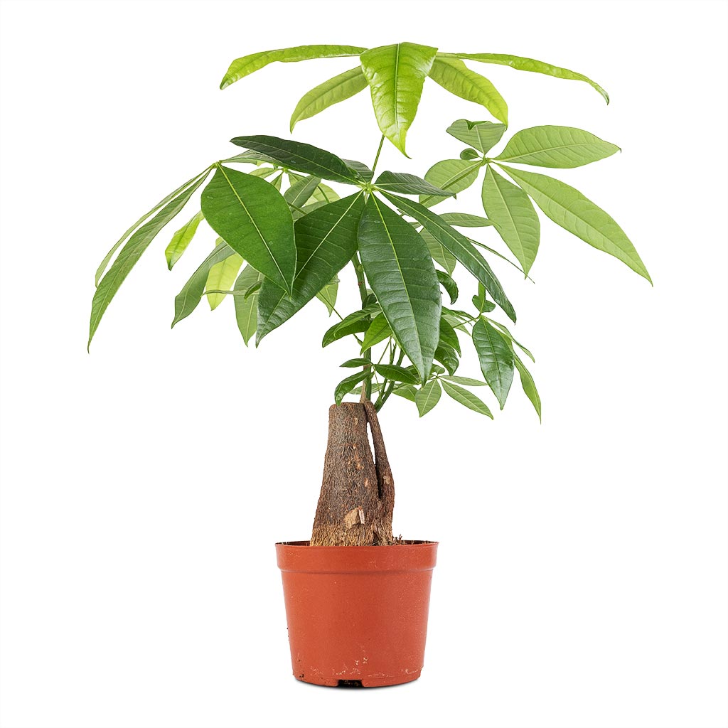Pachira aquatica - Thick Trunk - Money Tree - 14 x 45cm