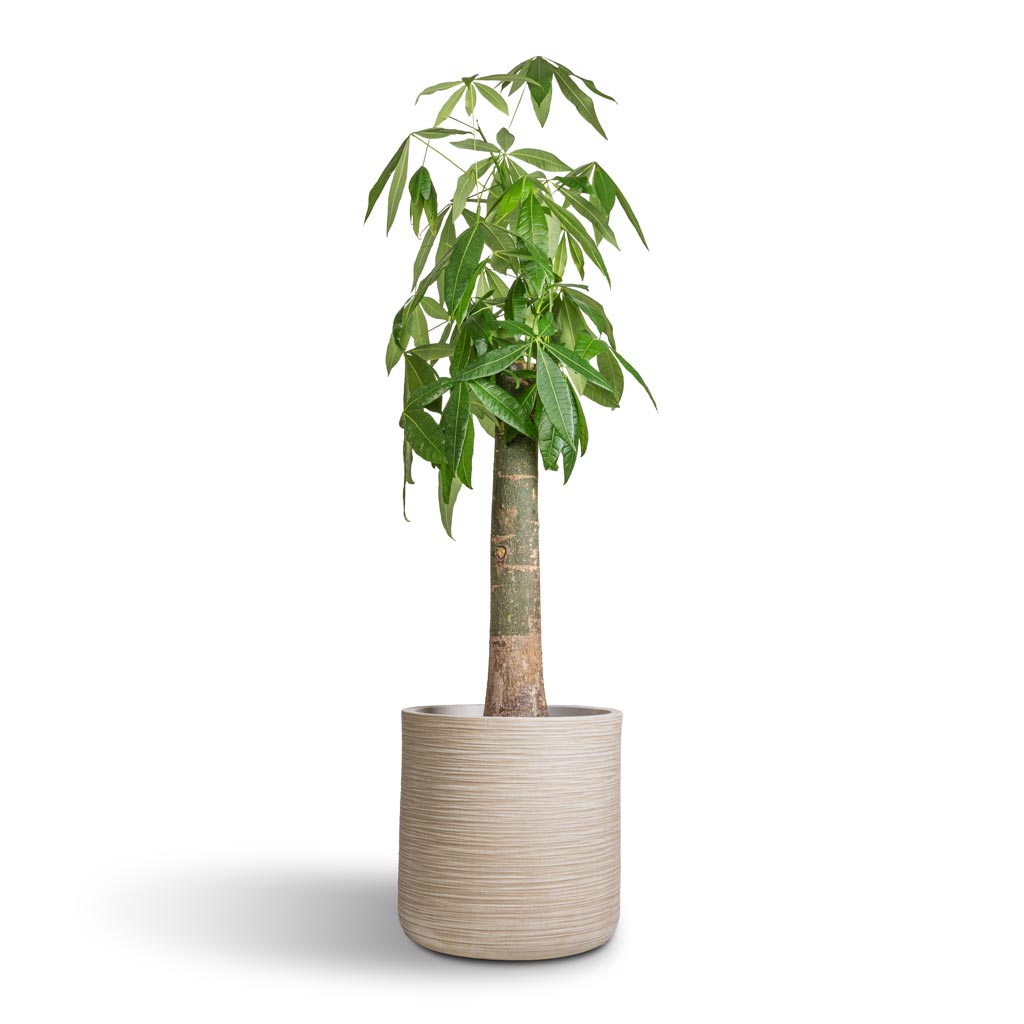 Pachira aquatica - Thick Trunk - Money Tree & Dune Cylinder Planter