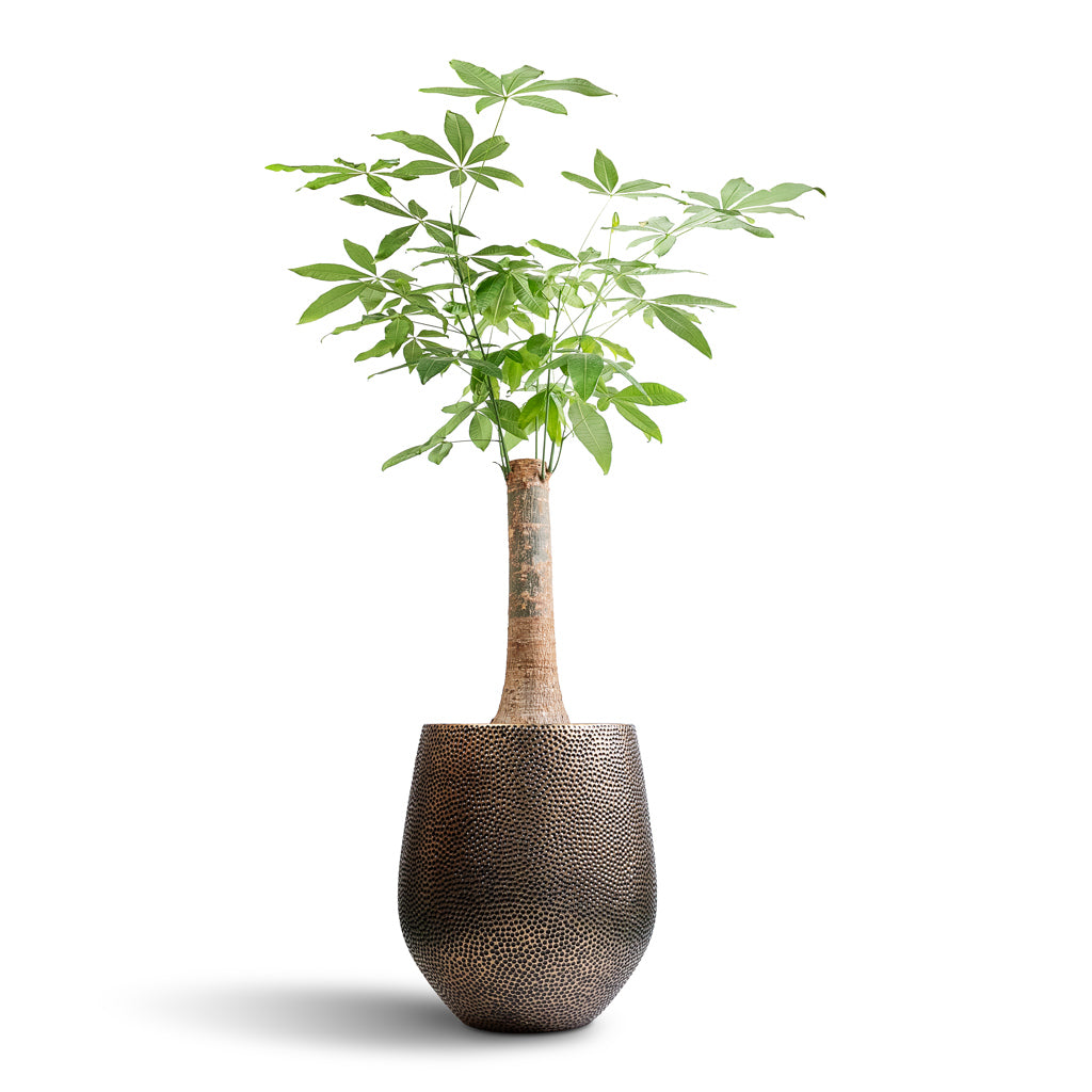 Pachira aquatica - Thick Trunk - Money Tree & Opus Hit Darcy Planter - Gold