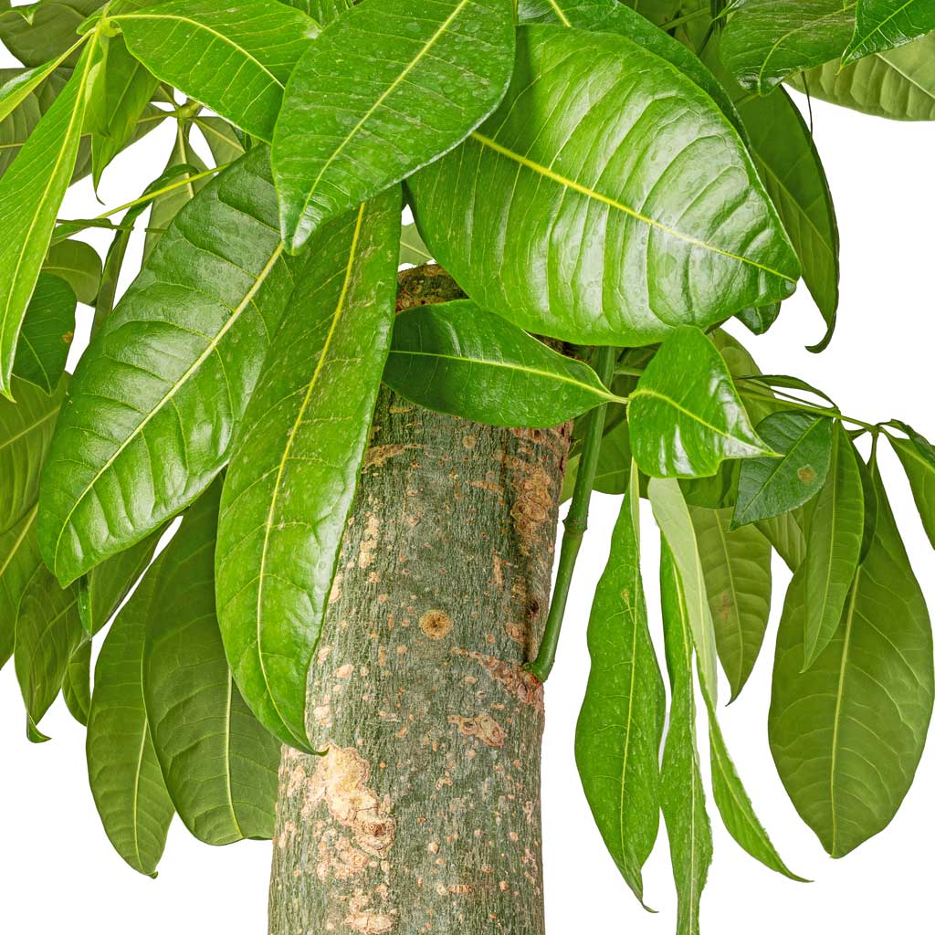 Pachira aquatica - Thick Trunk - Money Tree & Lugano Scalloped Plant Pot - Mustard