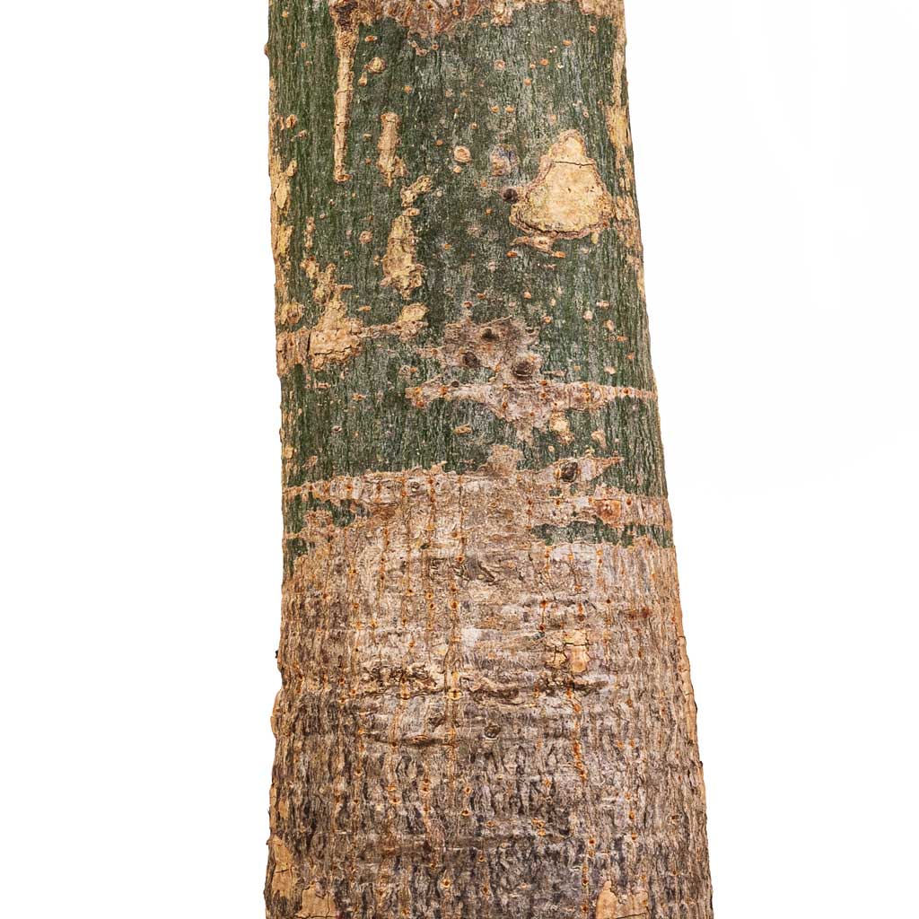 Pachira aquatica - Thick Trunk - Money Tree - Trunk