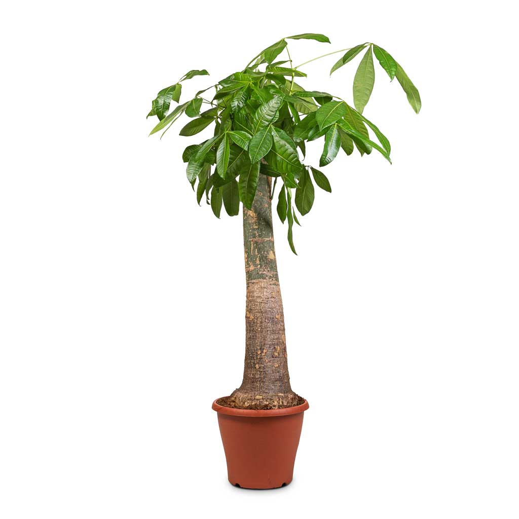 Pachira aquatica - Thick Trunk - Money Tree
