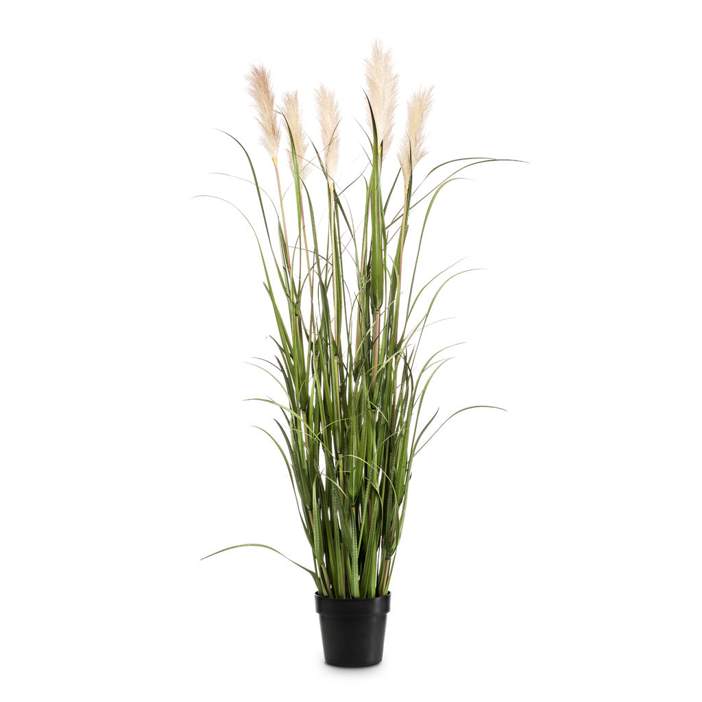 Pampas Grass Artificial - 160cm - (7 Stems)