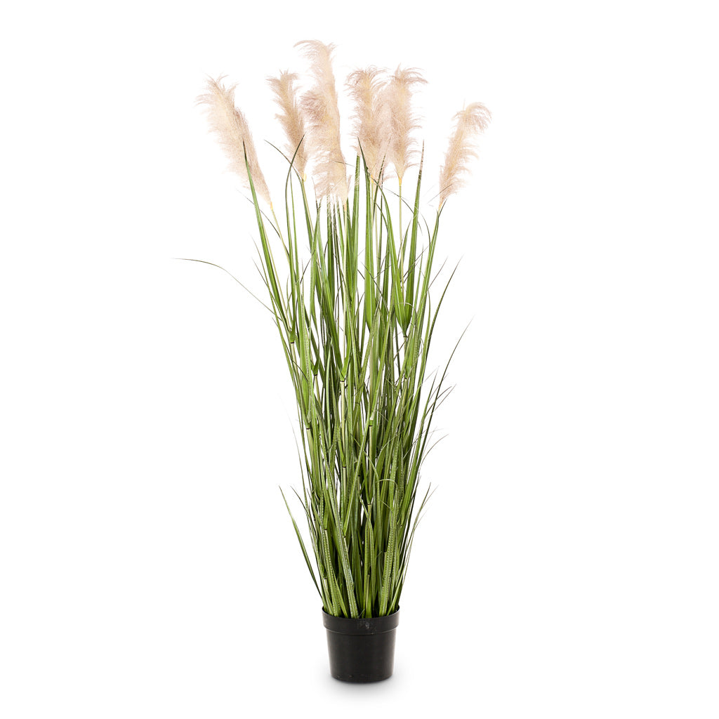 Pampas Grass Artificial - 175cm - (9 Stems)