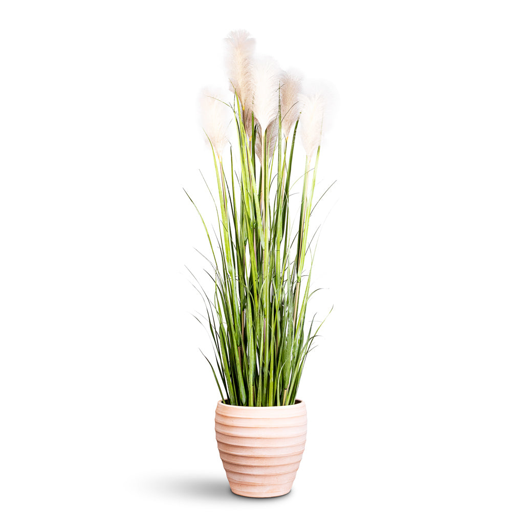 Pampas Grass Potted Artificial 160cm (7 stems) House Plant In Beatrice Pot Terracotta 35x35cm
