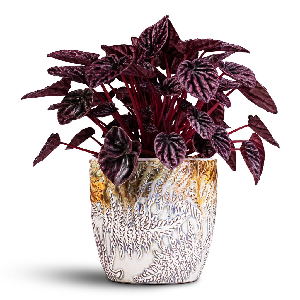 Peperomia-Caperata-Red-Luna-11x20cm-Fern-Pot-Camoflage-13x12cm