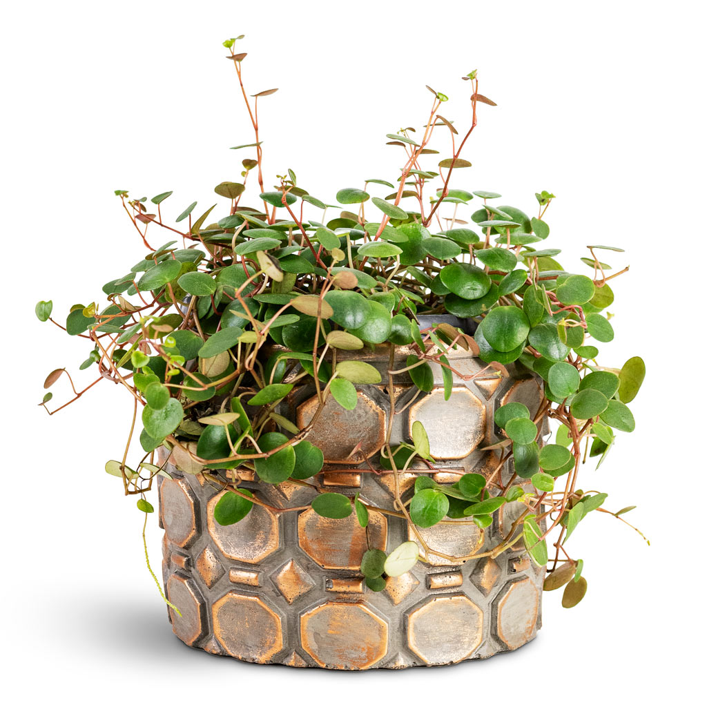Peperomia Pepperspot String of Coins House Plant In Jurre Pot Rose Rust