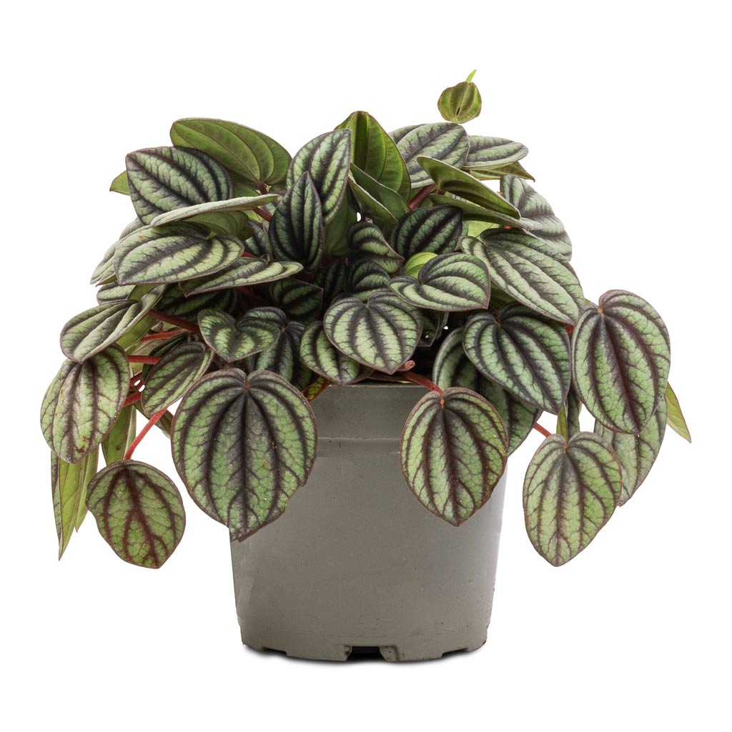 Peperomia Piccolo Banda - 10.5 x 20cm