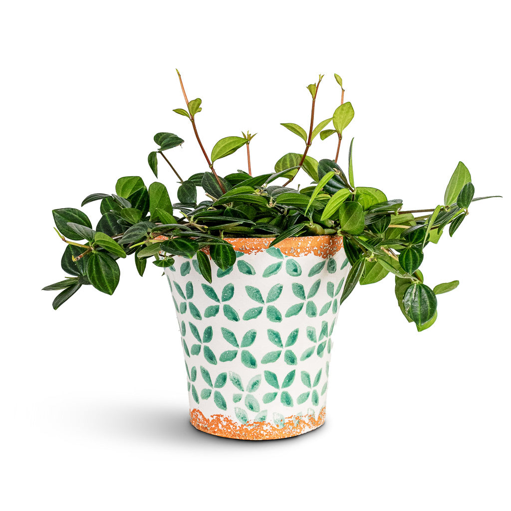 Peperomia angulata rocca scuro Dark green 15x25cm House Plant In Porto Pot Green Tile 19x17.5cm