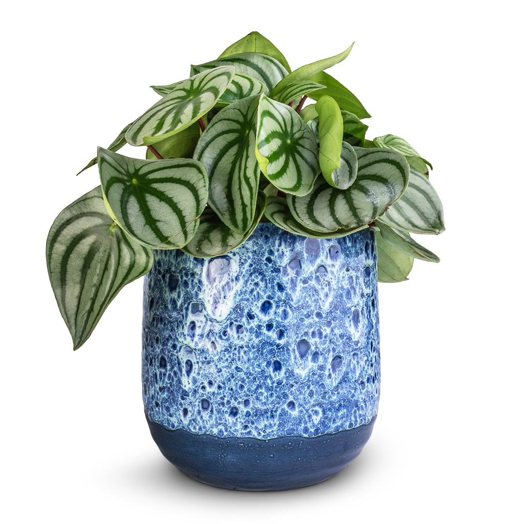 Peperomia argyreia - Watermelon Peperomia &amp; Ocean Glaze Plant Pot - Sapphire