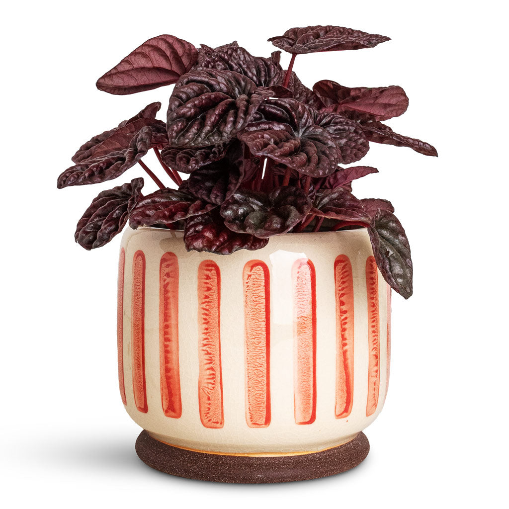 Peperomia caperata Red Luna In Stripe Pot Red