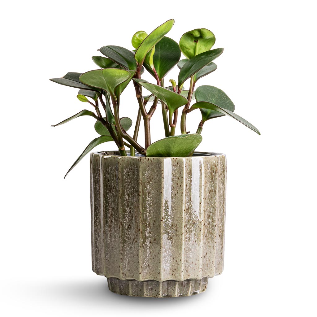 Peperomia clusiifolia Red Margin - Red Edged Radiator Plant