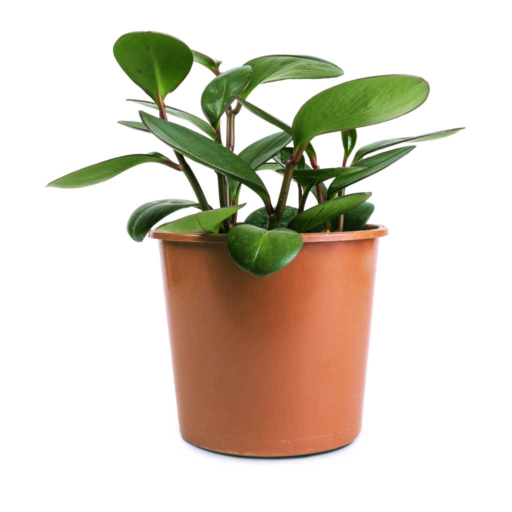 Peperomia clusiifolia Red Margin - Red Edged Radiator Plant - 14 x 25cm