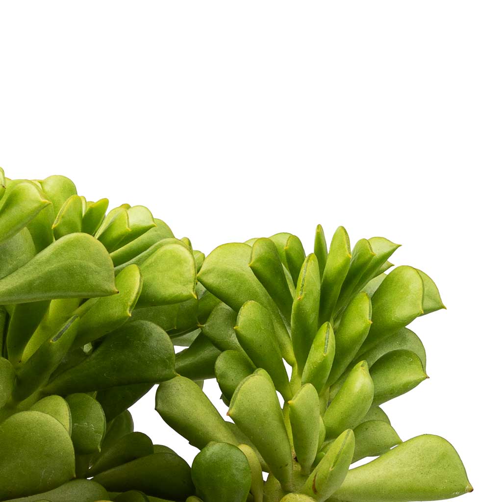 Peperomia-dolabriformis-Prayer-Pepper-10.5x15cm-Saar-Pot-Earth-Cement-12cmx11cm