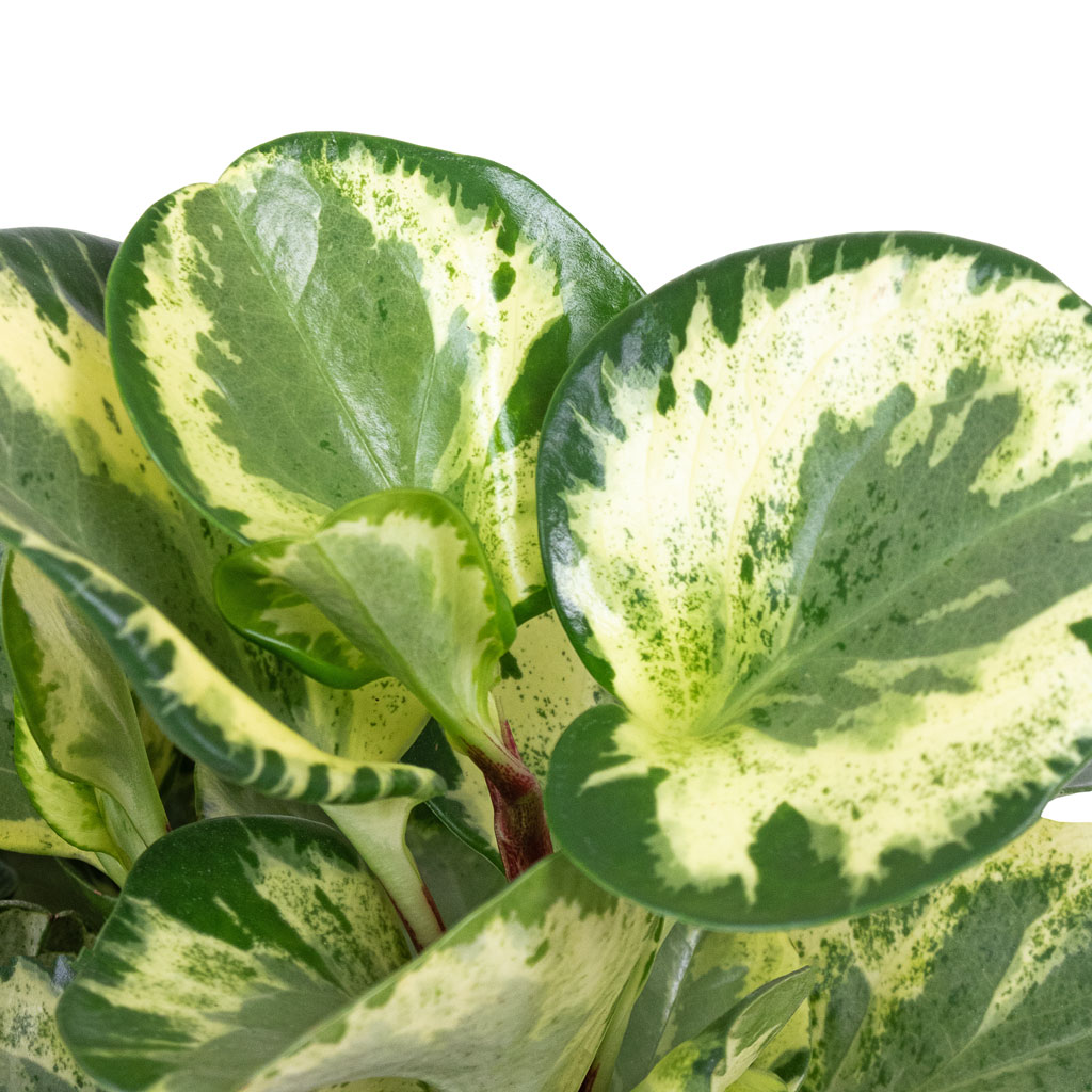 Peperomia obtusifolia Golden Gate Baby Rubber Plant - 20x40cm & Cody Cement Stone Plant Pot Granite Grey - 25x22cm