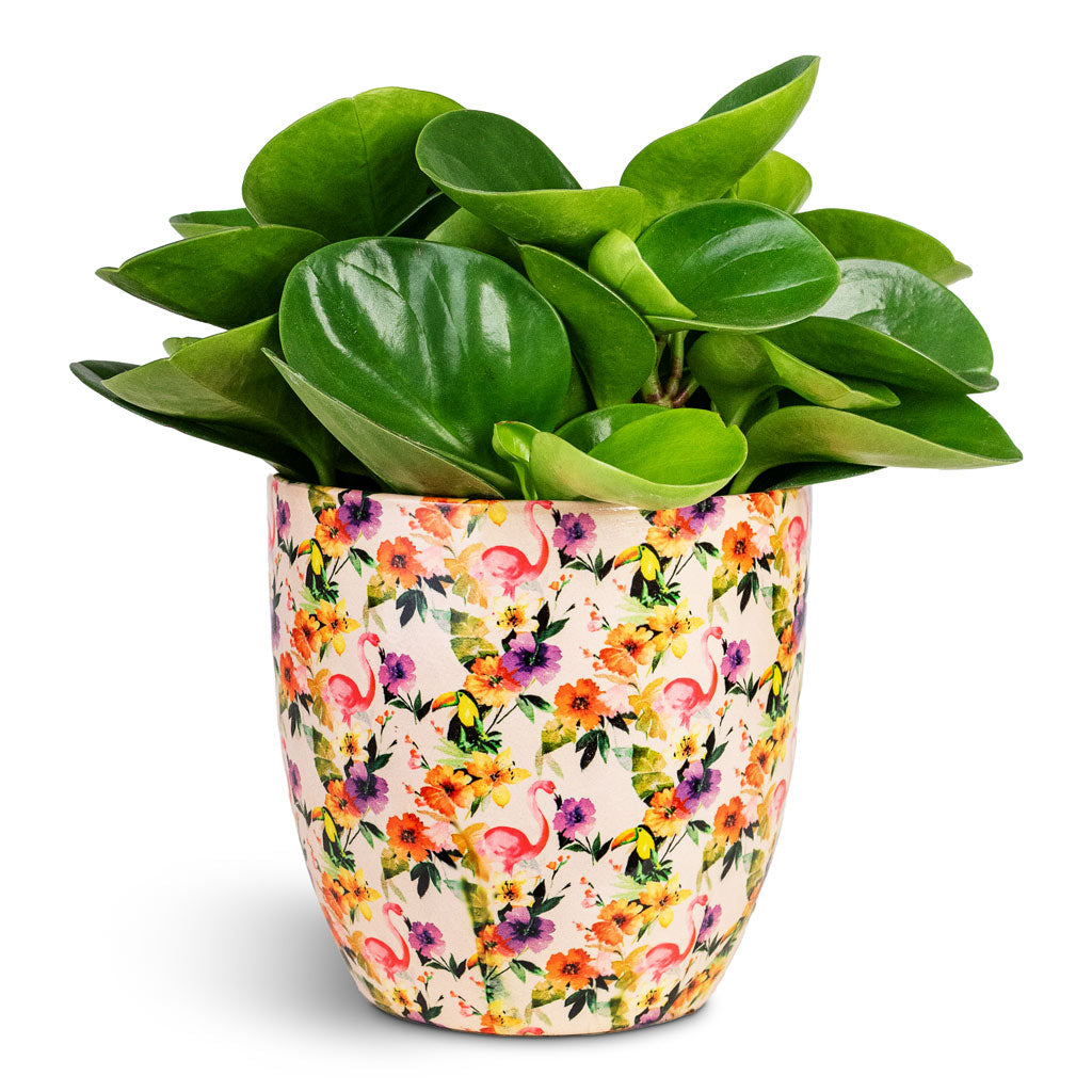 Peperomia obtusifolia Green 12x20cm House Plant In Monza Pot Floral Flamingo 15x14cm