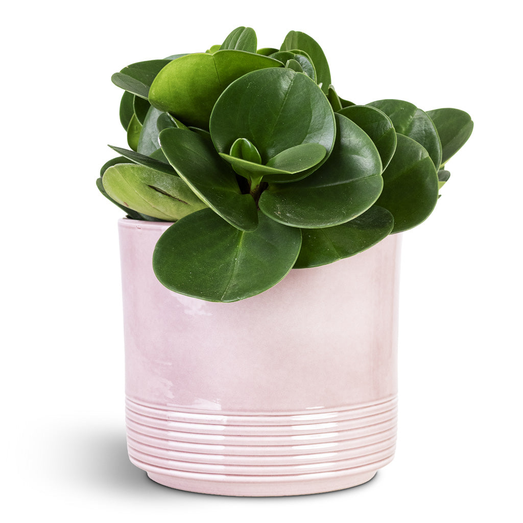 Peperomia obtusifolia Green 12x20cm House Plant In Munich Pot Rose Gloss 14.5x12cm