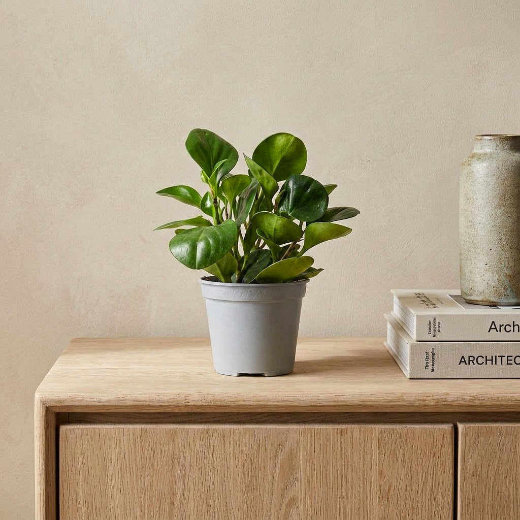 Peperomia obtusifolia Green - 14 x 20cm