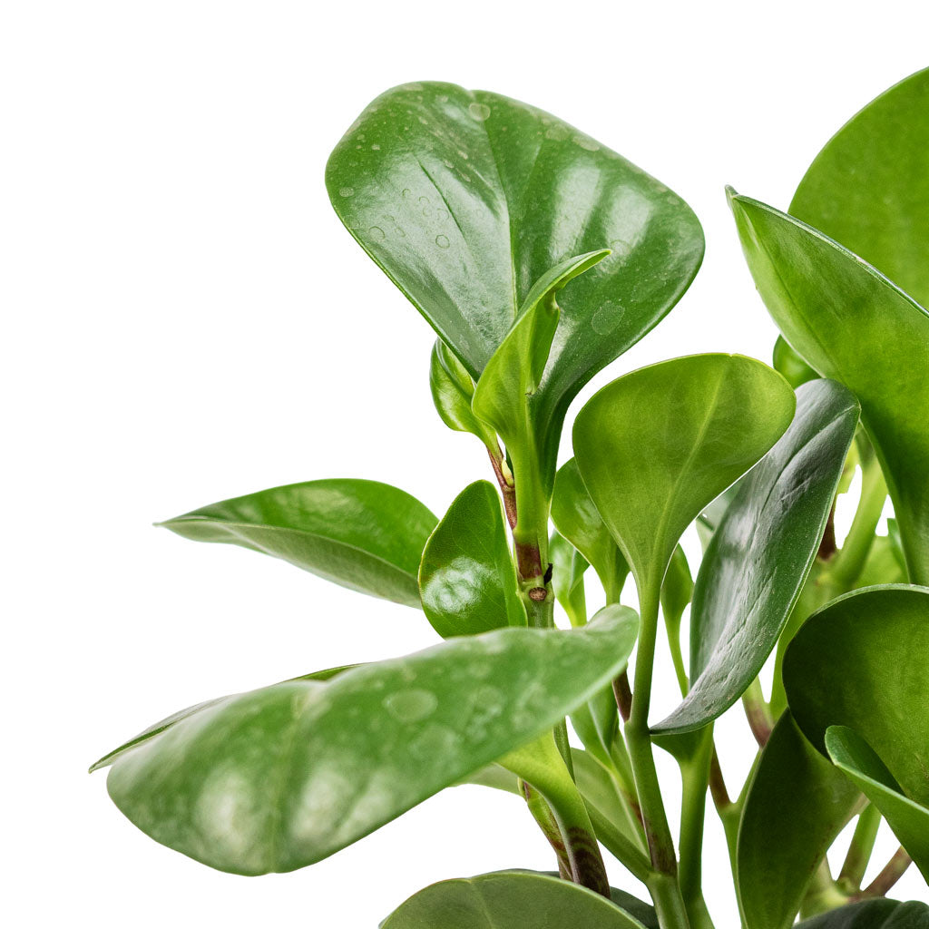 Peperomia obtusifolia Green Baby Rubber Plant & Iris Plant Pot - Moss Grey