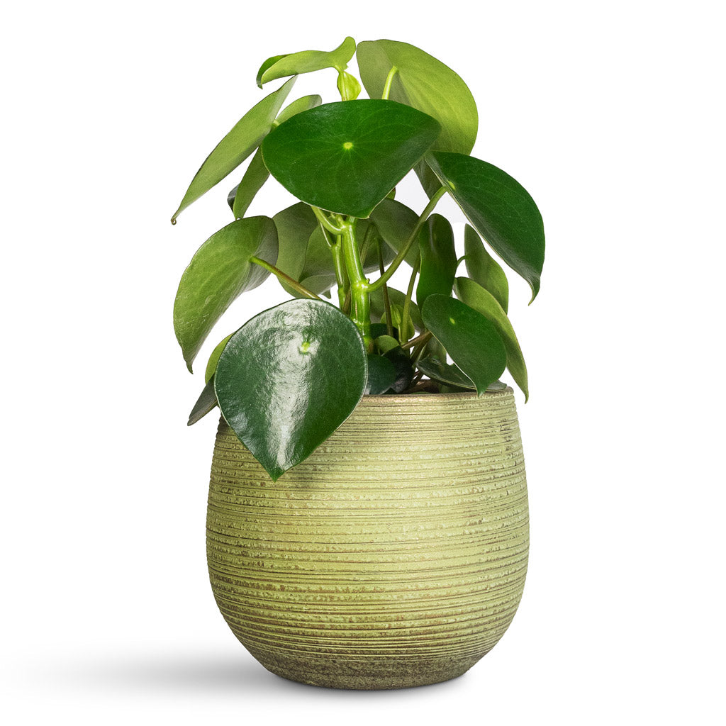 Peperomia polybotrya Raindrop - 15x35cm In Lydia Pot Shiny Green - 18x16cm