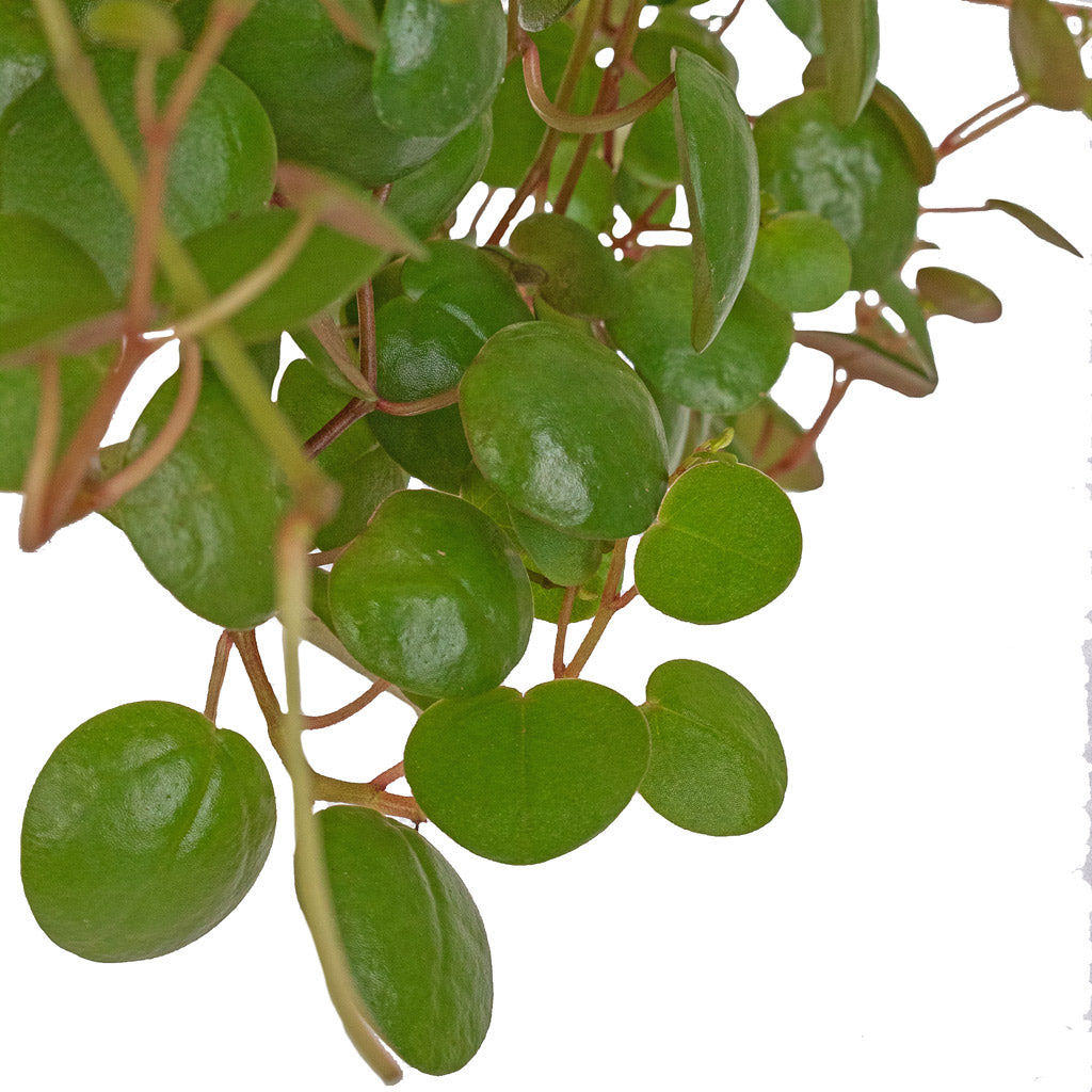 Peperomia prostrata Pepperspot - String of Coins