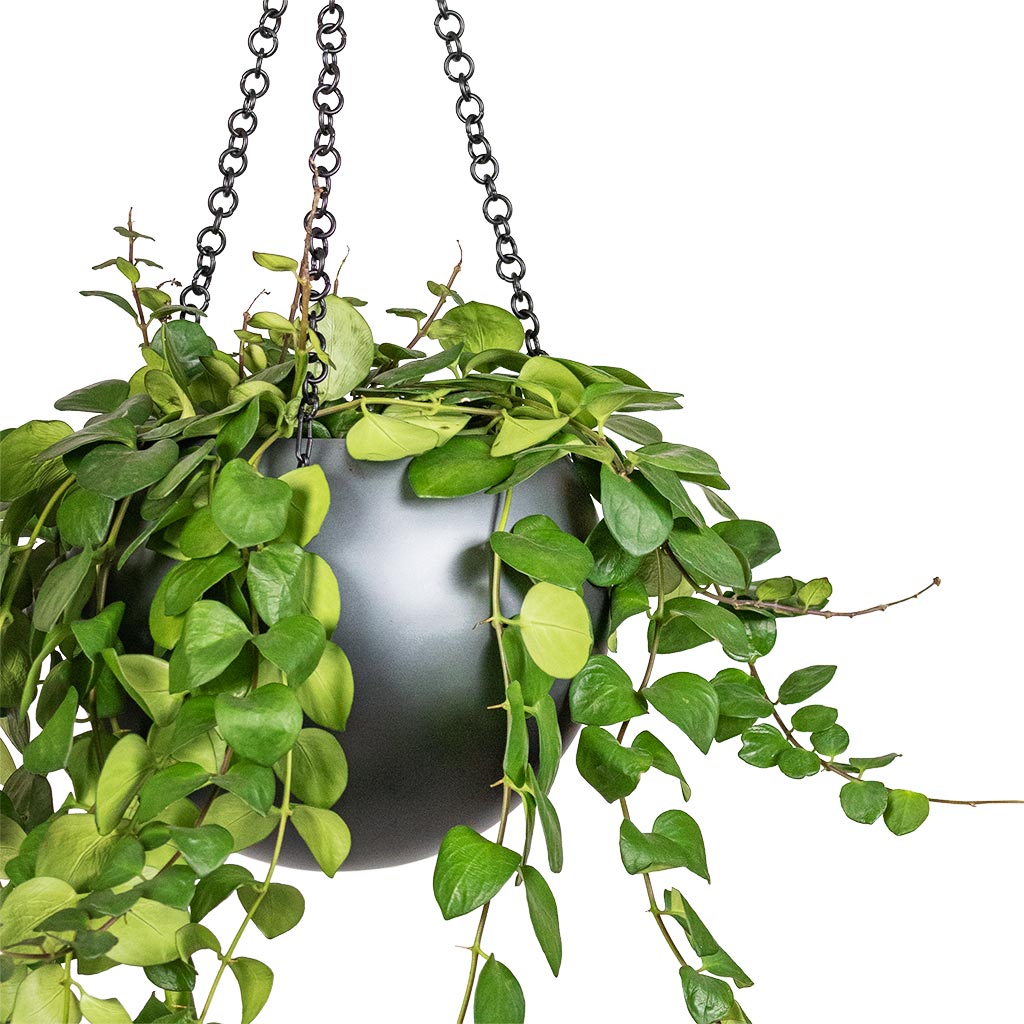 Aeschynanthus Pink Polka - Lipstick Plant & Gradient Hanging Plant Globe - Matt Grey