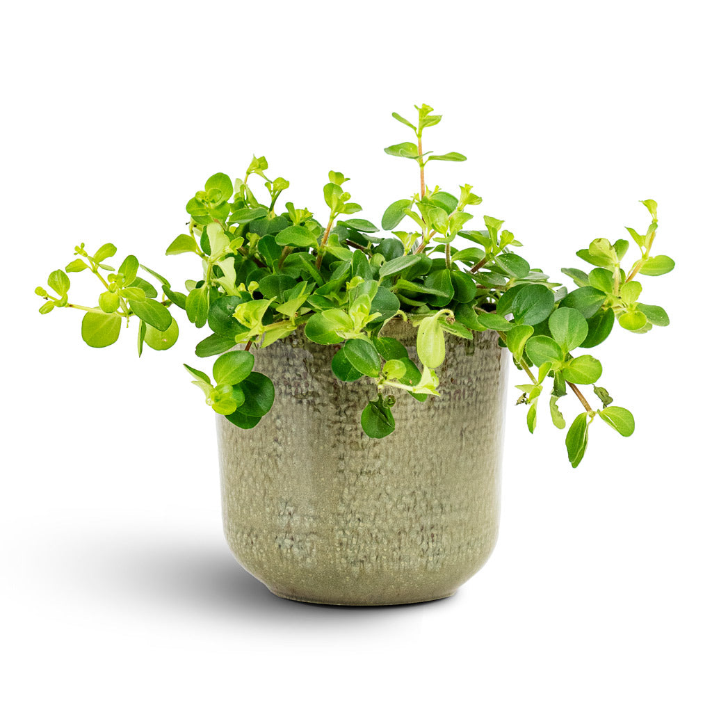 Peperomia rotundifolia Trailing Jade 12x20cm In Nouri Pot Moss Green 14x13cm