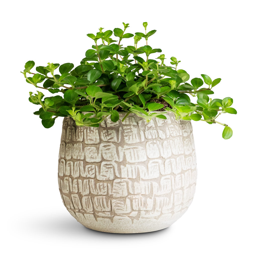 Peperomia rotundifolia Trailing Jade 12x20cm Renzo Pot Sand 15x13cm