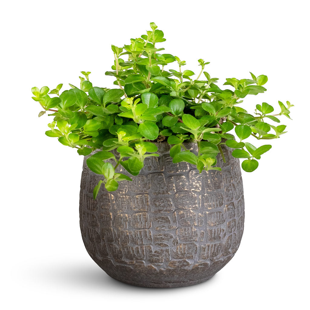 Peperomia rotundifolia Trailing Jade 12x20cm Renzo Pot Shiny Slate 15x13cm