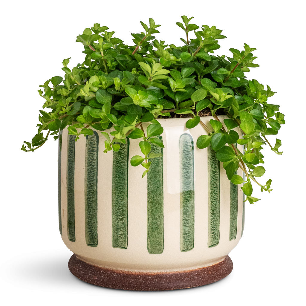 Peperomia rotundifolia Trailing Jade Stripe Pot Green