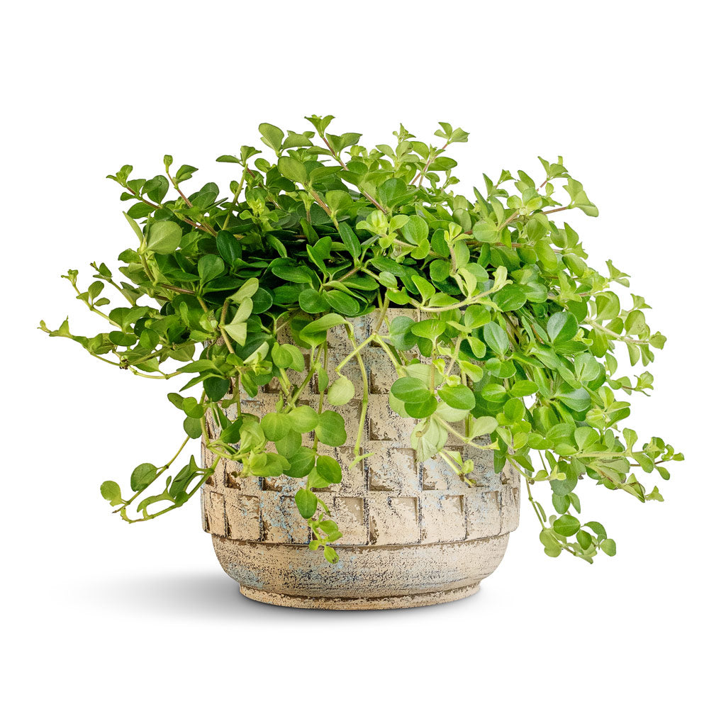 Peperomia rotundifolia - Trailing Jade Plant & Jim Plant Pot - Shell