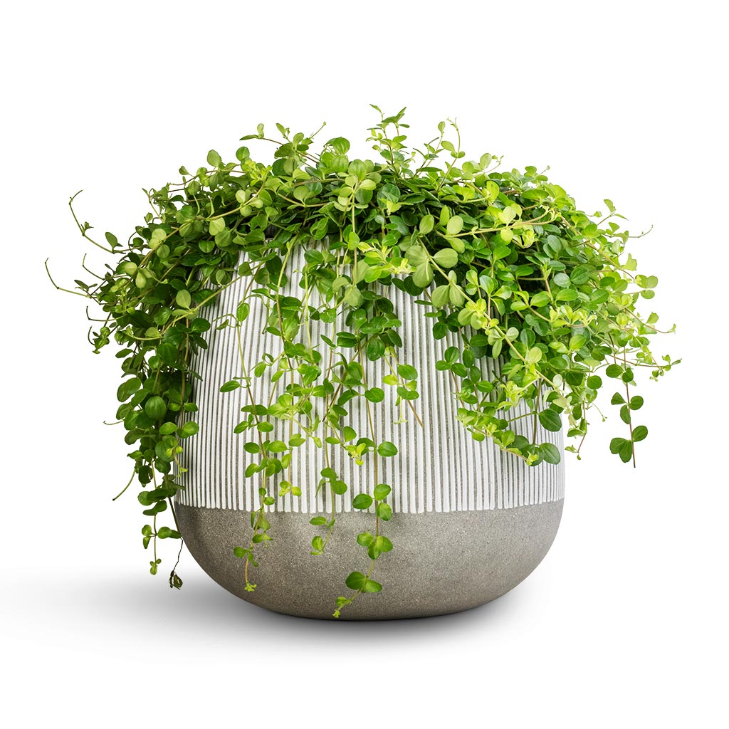Peperomia rotundifolia - Trailing Jade Plant & Pax Plant Pot - Ridged White Stripe