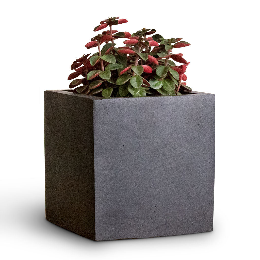 Peperomia verticillata Red Log & Fleur Natural Planter - Black