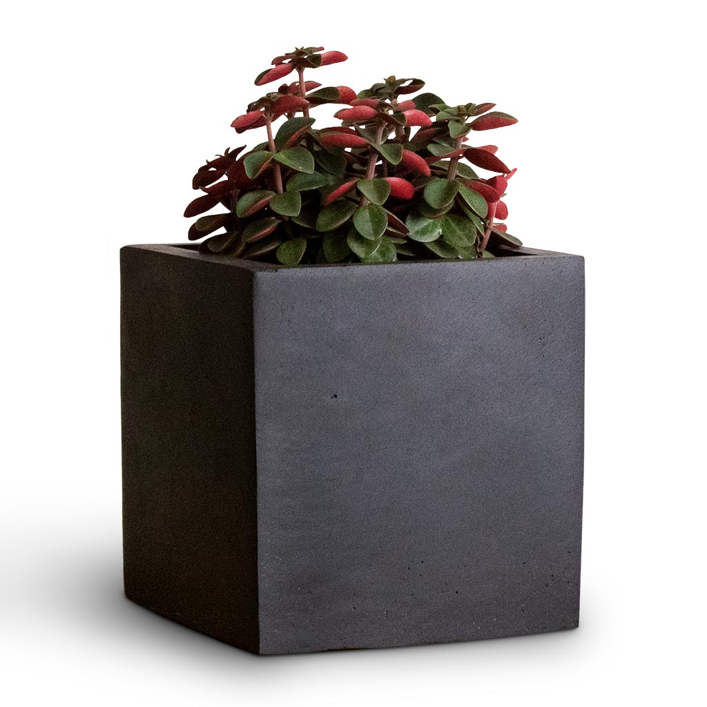 Peperomia verticillata Red Log & Fleur Natural Planter - Black