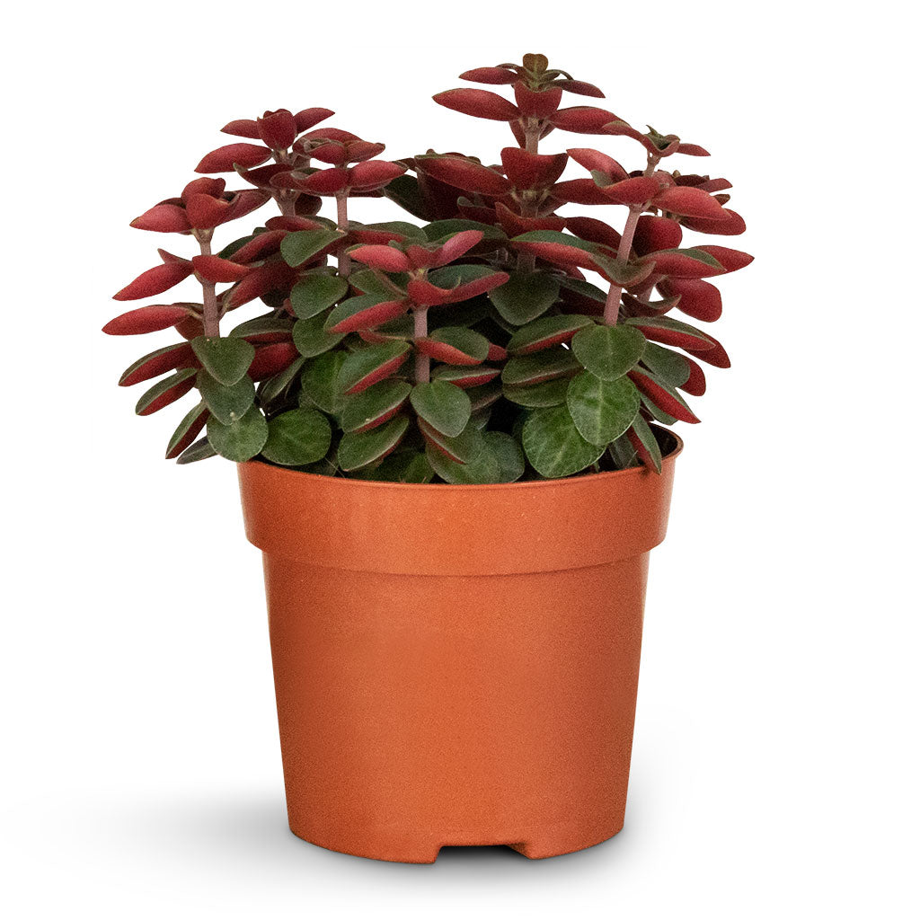 Peperomia verticillata Red Log & Charlotte Plant Pot - Green
