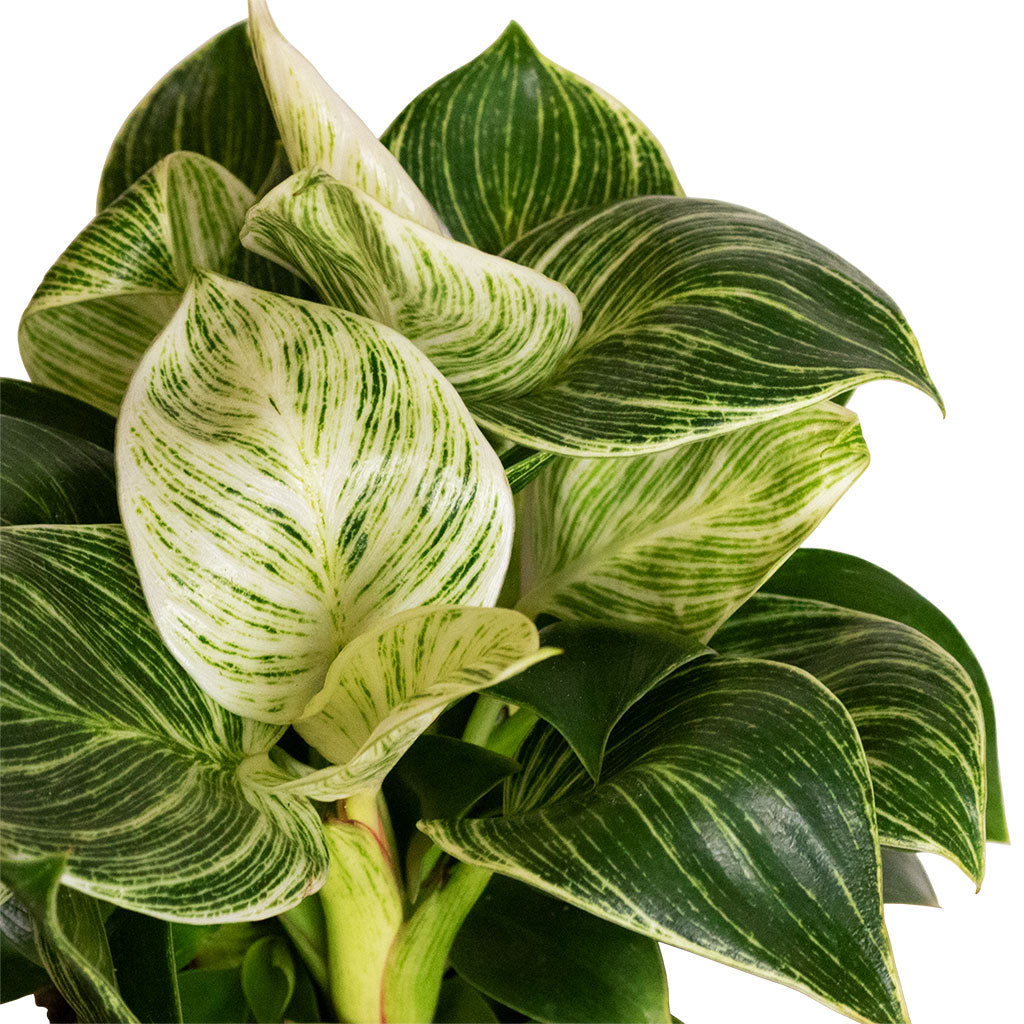 Philodendron Birkin - White Wave