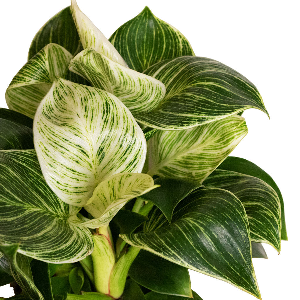 Philodendron Birkin - White Wave