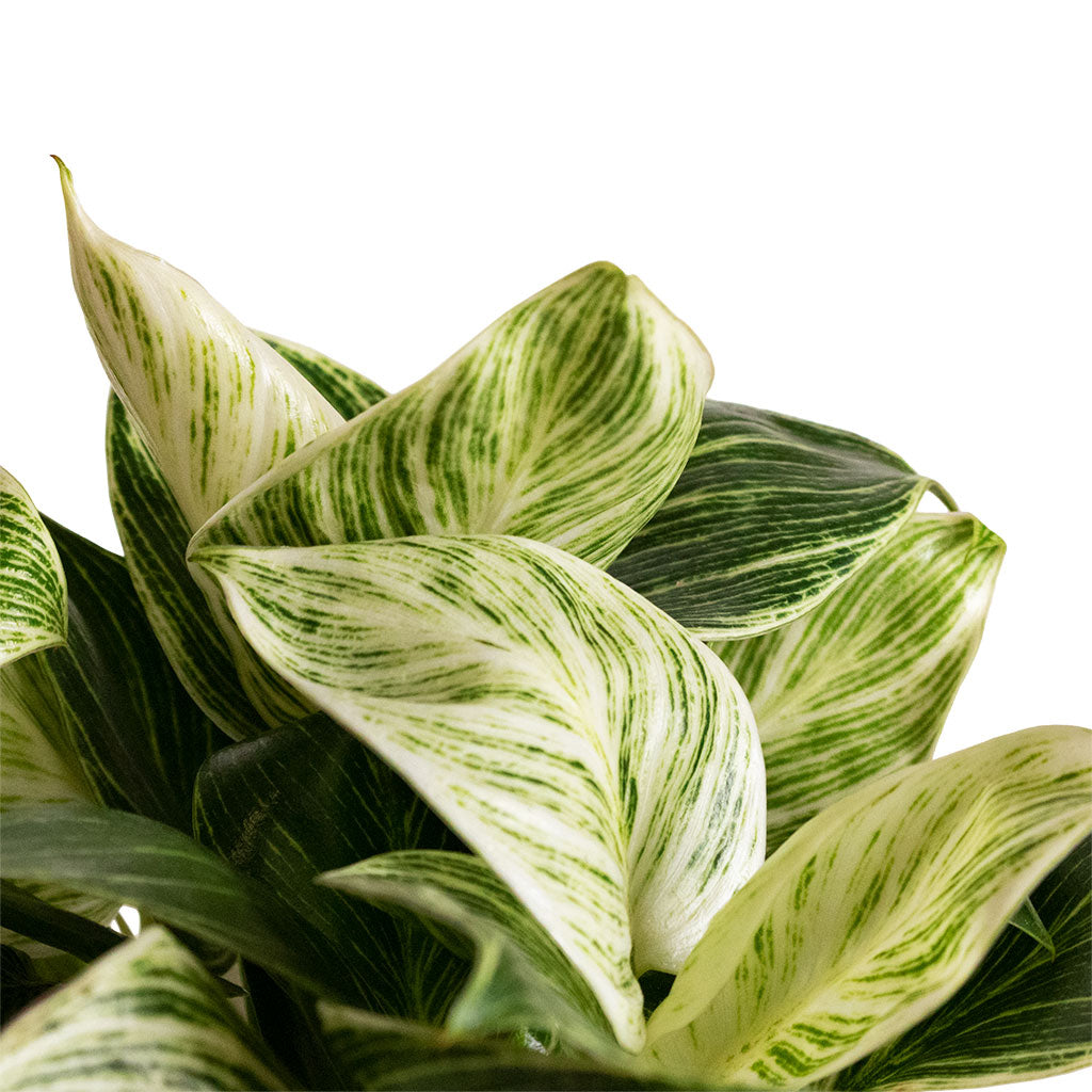 Philodendron Birkin - White Wave