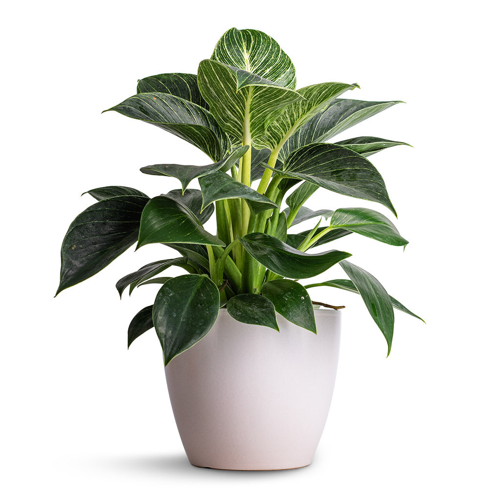 Philodendron Birkin - White Wave & Sven Plant Pot - White