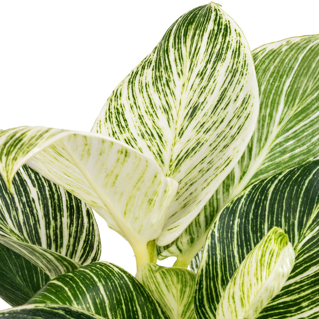 Philodendron Birkin - White Wave & Bola Artstone Plant Pot - Thyme