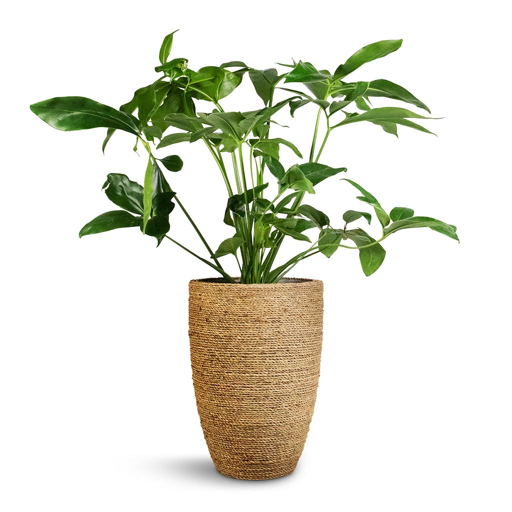 Philodendron Green Wonder & Ben Plant Pot - Straw Grass