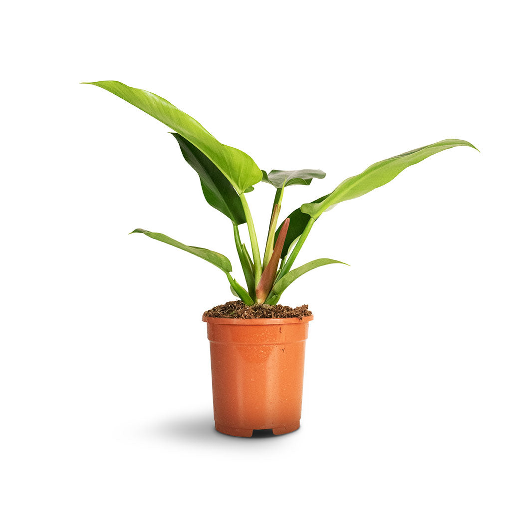 Philodendron Imperial Green