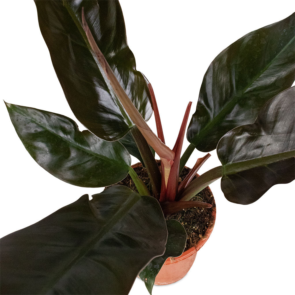 Philodendron Imperial Red