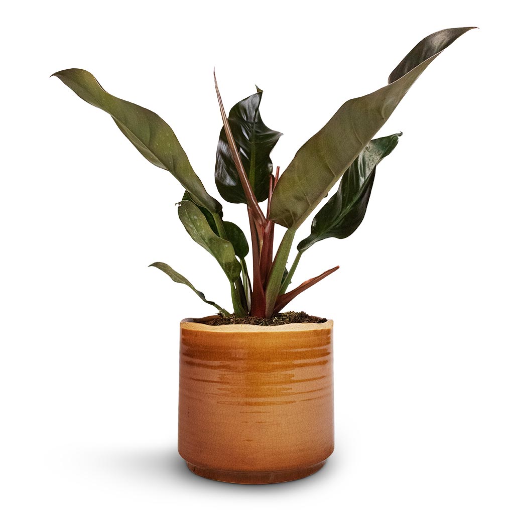Philodendron Imperial Red