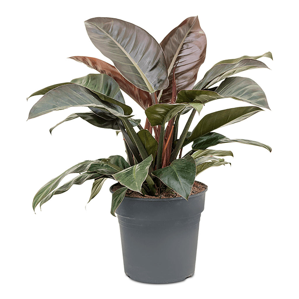 Philodendron Imperial Red - 27x70cm