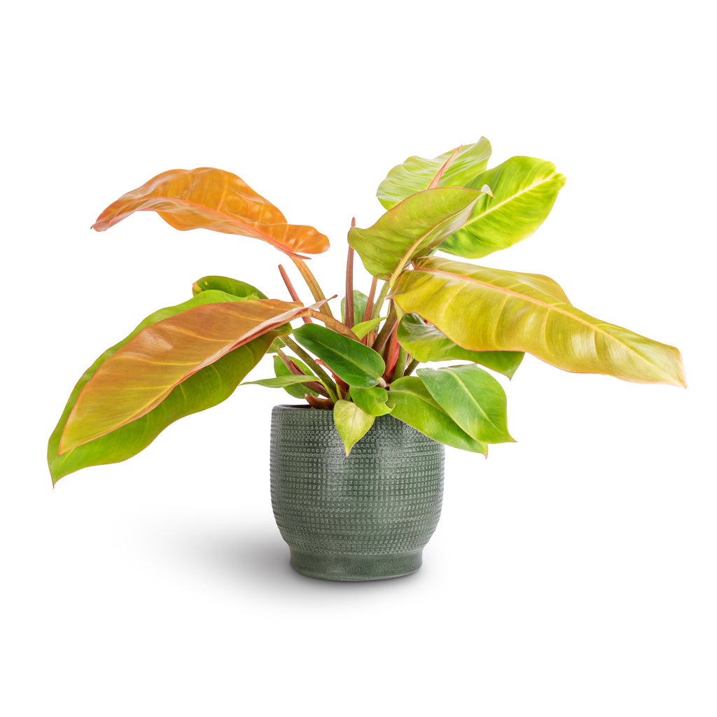 Philodendron Prince of Orange