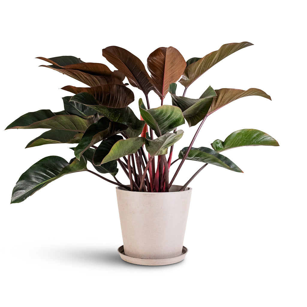 Philodendron Red Beauty 27x100cm Saucer amsterdam Bucket Planter Taupe 40x35cm
