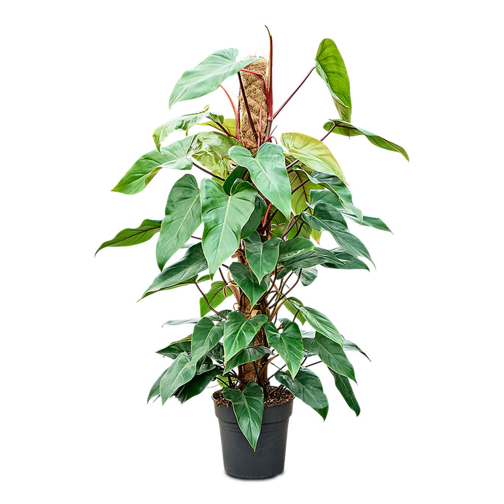 Philodendron Red Emerald Moss Pole 24x120cm