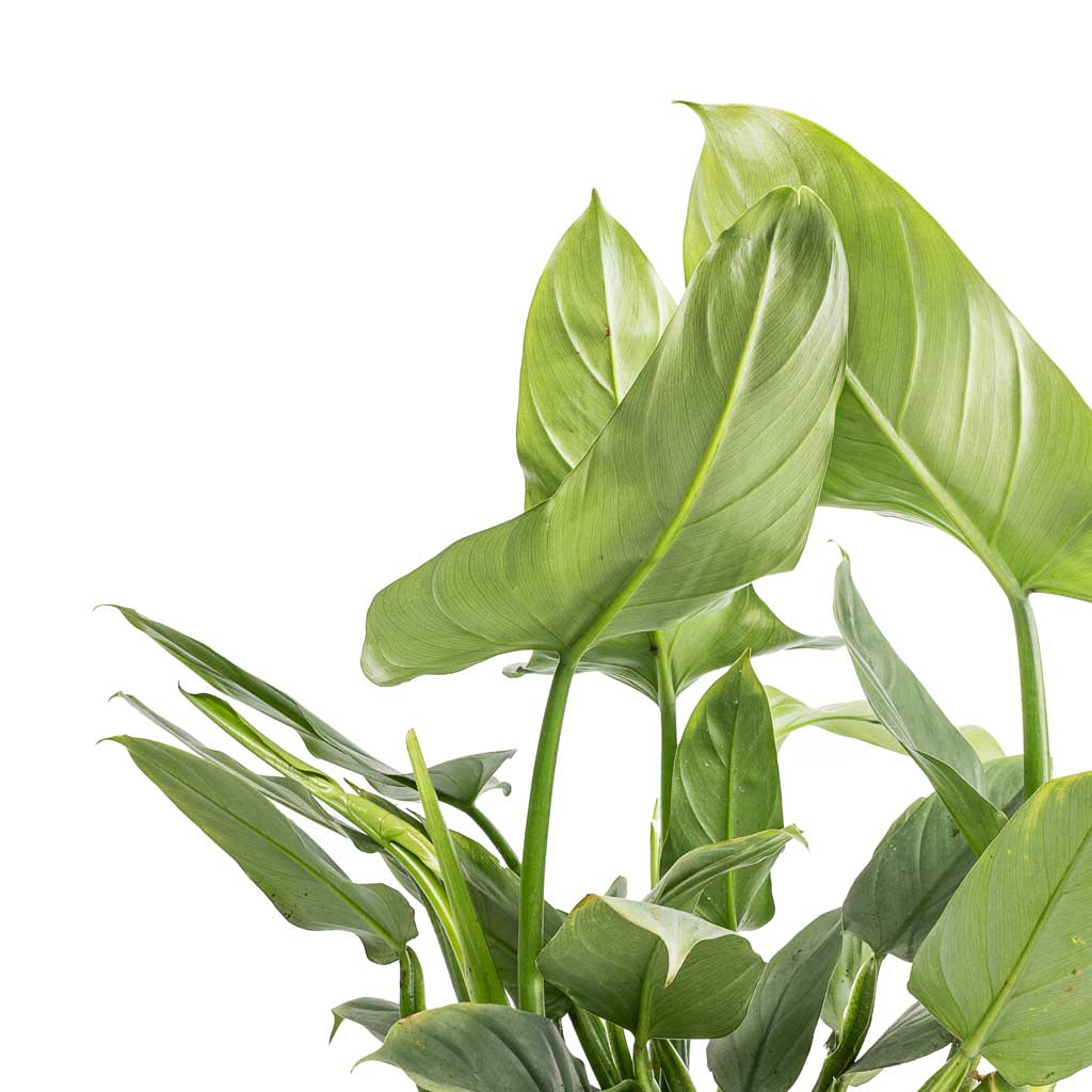 Philodendron Silver Queen & Dave Plant Pot - Earth